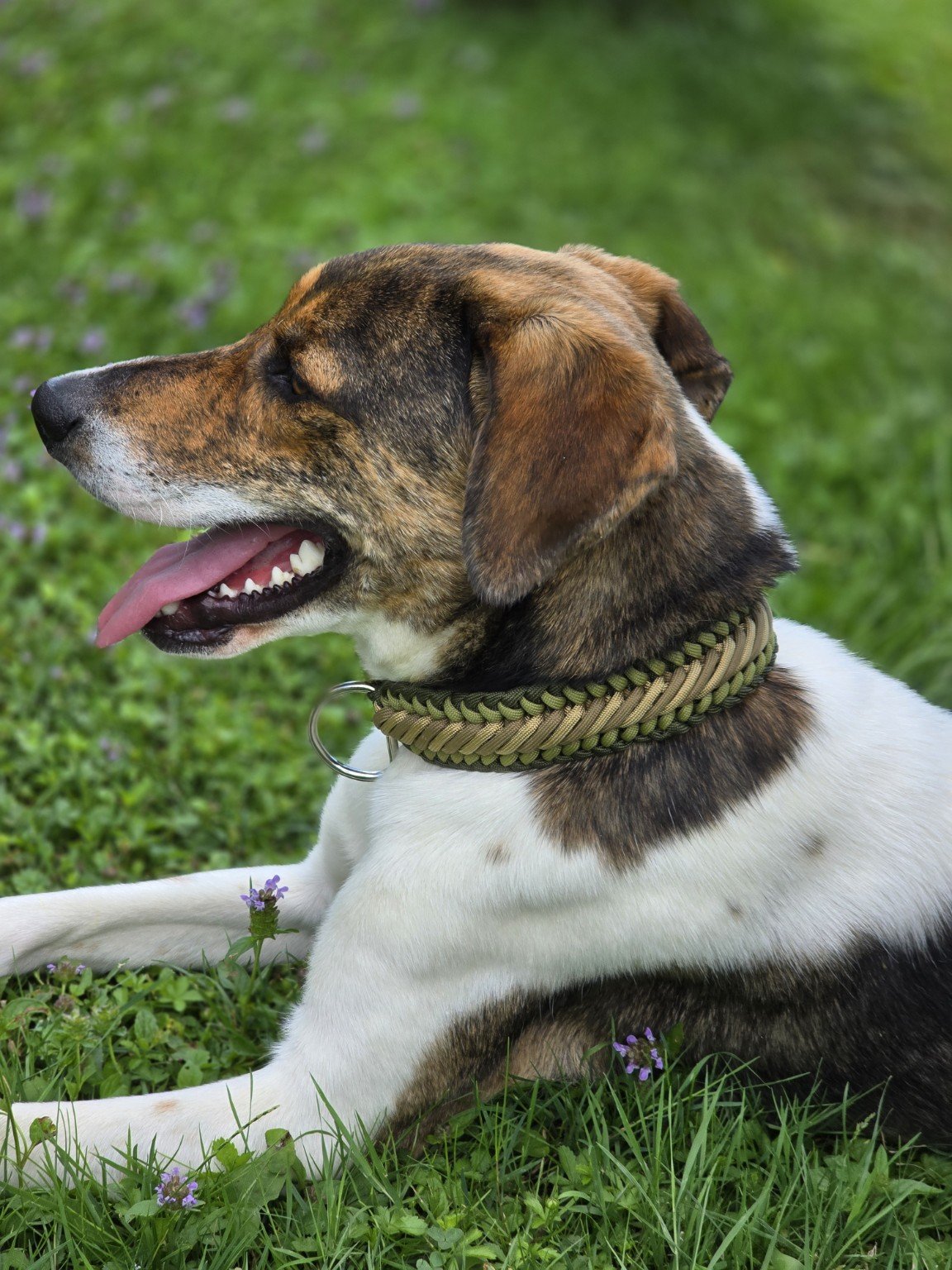 Wally trägt ein handgefertigtes olivgrün-beiges Halsband von Love by Wally